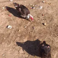 اردک اسراییلی نر