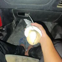 کبوتر