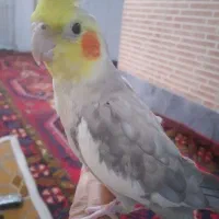 پرنده
