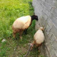 گوسفند با بره نر