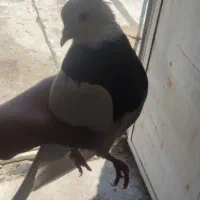 فروش کبوتر طوق سیا و طوق شازده نر