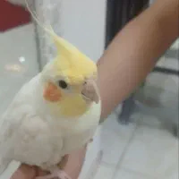 عروس هلندی نر و ماده