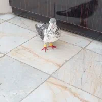 کفتر ( کبوتر ) سفید خاکستری