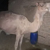 شتر|حیوانات مزرعه|قمرود, |دیوار