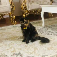 گربه پرشین
