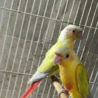 سانچیک رد چیک گرینچیک طوطی
