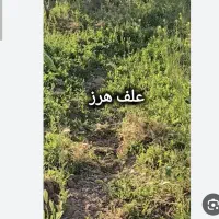علف خوراک دام