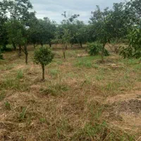 زمین 250 متری دسترسی فوق العاده