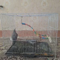 عروس هلندی جفت