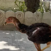 جوجه خروس لاری درجه یک