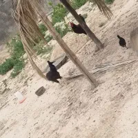 خروس|حیوانات مزرعه|اهرم, |دیوار