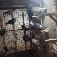 30عدد کبوتر پرش همه نرکفتربوم