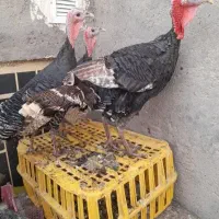 تعدادی بوقلمون ماده بفروش میرسد