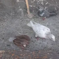 کبوتر زدوخردی صید