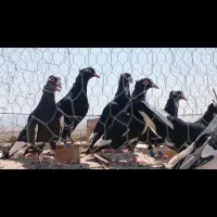 کفتر
