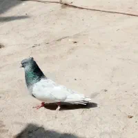 کله سبز نر عتیقه