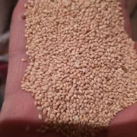 ارزن ریز بوجاری