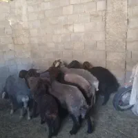میش و حیوانات مزرعه