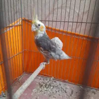 عروس هلندی