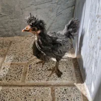 جوجه