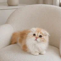 گربه اسکاتیش بریتیش