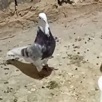 کفتر