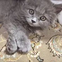 گربه