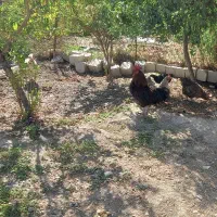 چندتامرغ تخم گذار