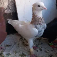 رنگه|پرنده|مشهد, شهرک بهارستان|دیوار
