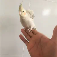 عروس هلندی دستی بازیگوش