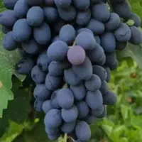 انگورسیاه پرآب ومحلی کیلویی فقط۱۱۰معاوضه بانان خشک