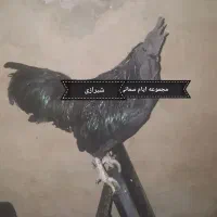 تخم مرغ و مولد ایام سمانی اندونزی