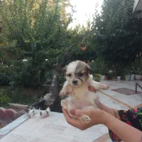 توله سگ اشپیتز