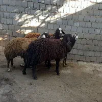 کاور نر|حیوانات مزرعه|سارال, |دیوار