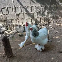 برهما لایت و لهستانی جفت