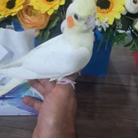 عروس هلندیبا دو تا جوجه لوتینو