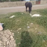 اسب خوبی هست