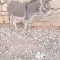 فروش الاغ ماده
