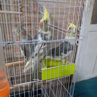 عروس هلندی و کفتر