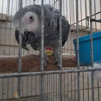 کاسکو دم قرمز نر