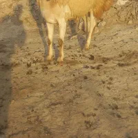 قوچ