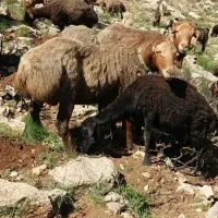 گوسفند