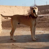 افغانی ۵ تمن