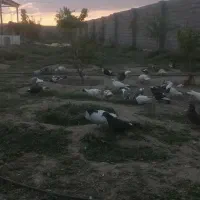 کبوتر بوم دانه ۴۰۰پادرپا
