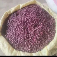 لوبیا قرمز اقلید