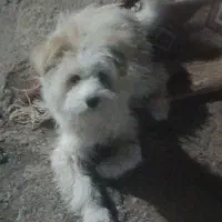سگ پاکوتاه