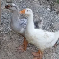 قوغاز