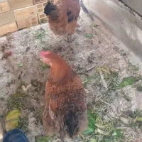 مرغ