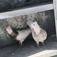 کبوتر طوقی ، کفتر