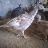 جوجه بوقلمون برنز و بربون
